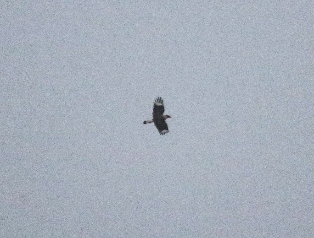 Crested Caracara (Northern) - ML647367713