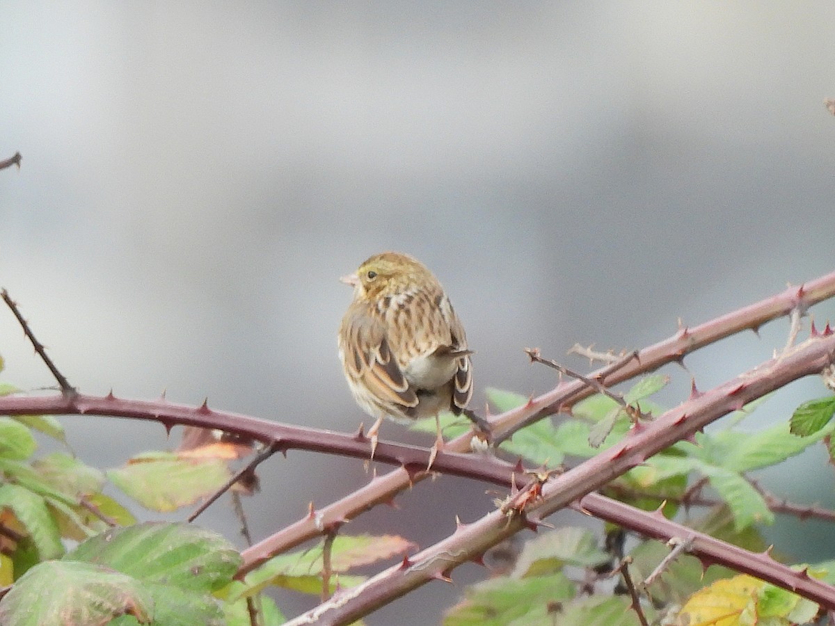 Savannah Sparrow - ML647367727