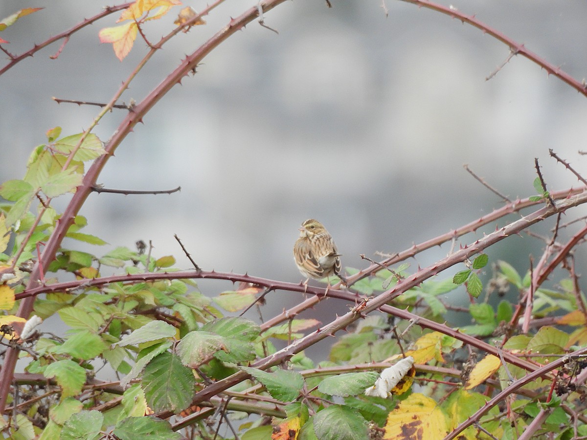 Savannah Sparrow - ML647367728