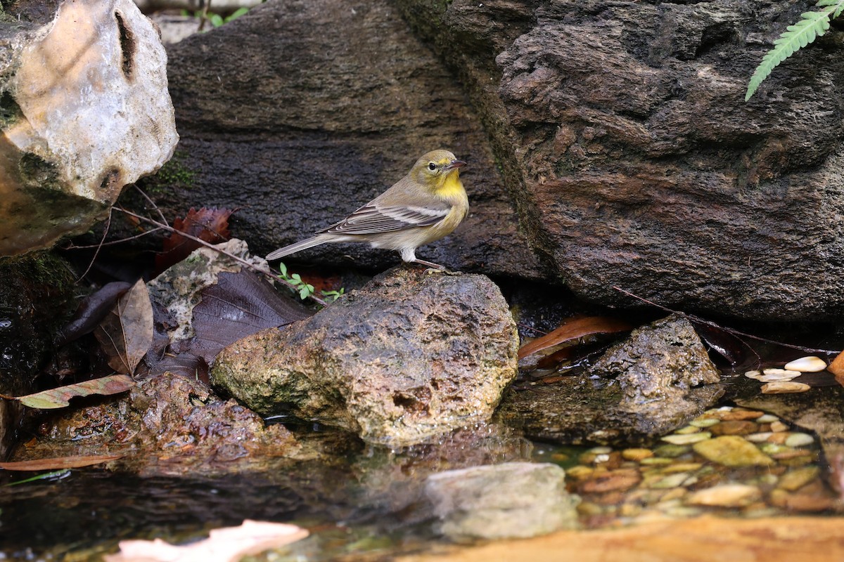 Paruline des pins - ML647367745