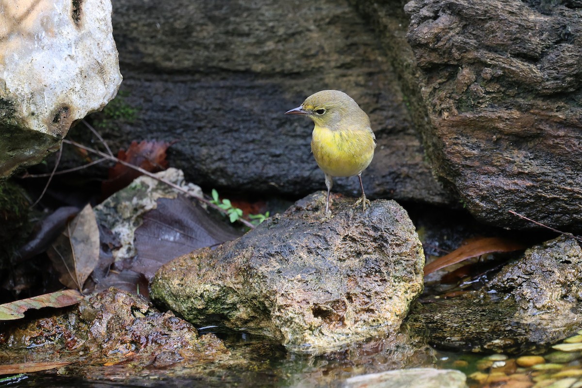 Paruline des pins - ML647367749