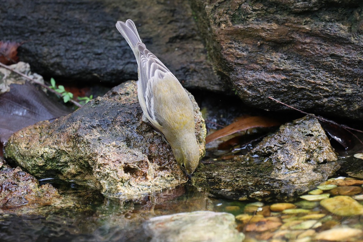 Paruline des pins - ML647367750