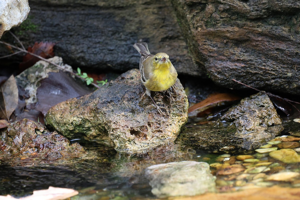 Paruline des pins - ML647367753