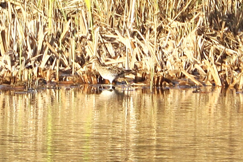 חרטומית ביצות - ML647367755