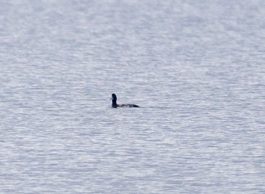 bergand - ML647367756