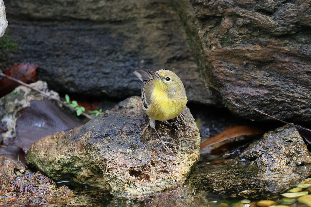 Paruline des pins - ML647367757