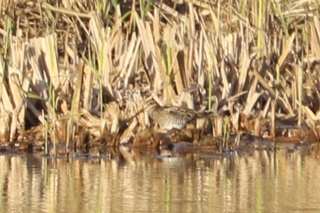 חרטומית ביצות - ML647367761