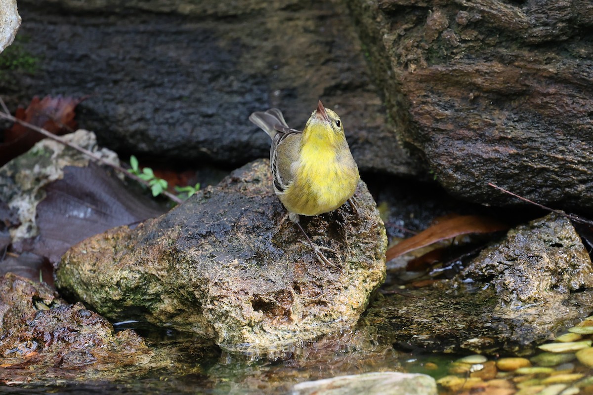 Paruline des pins - ML647367762