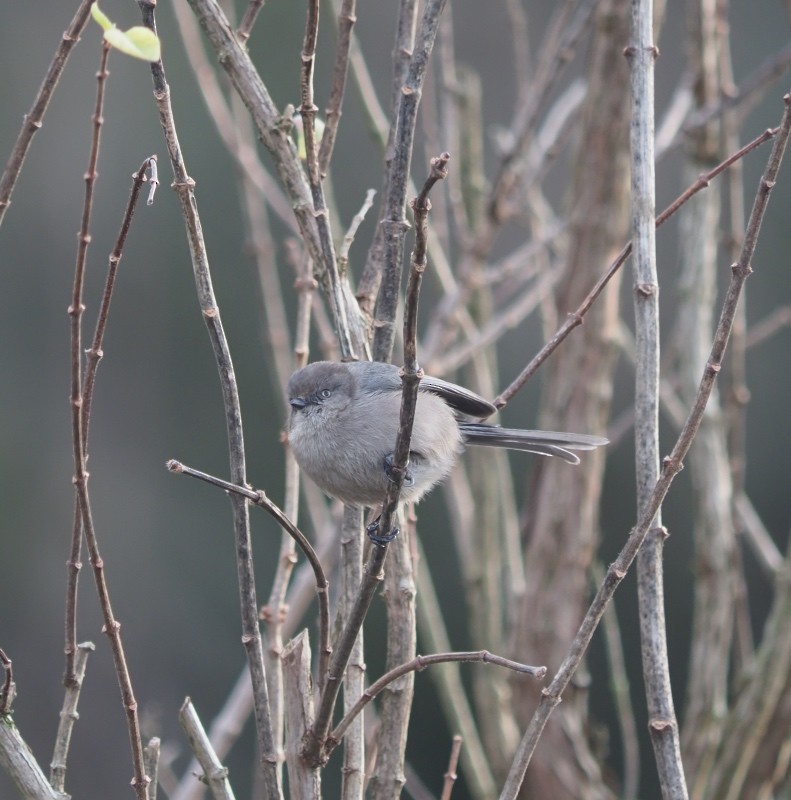 Bushtit - ML647367763