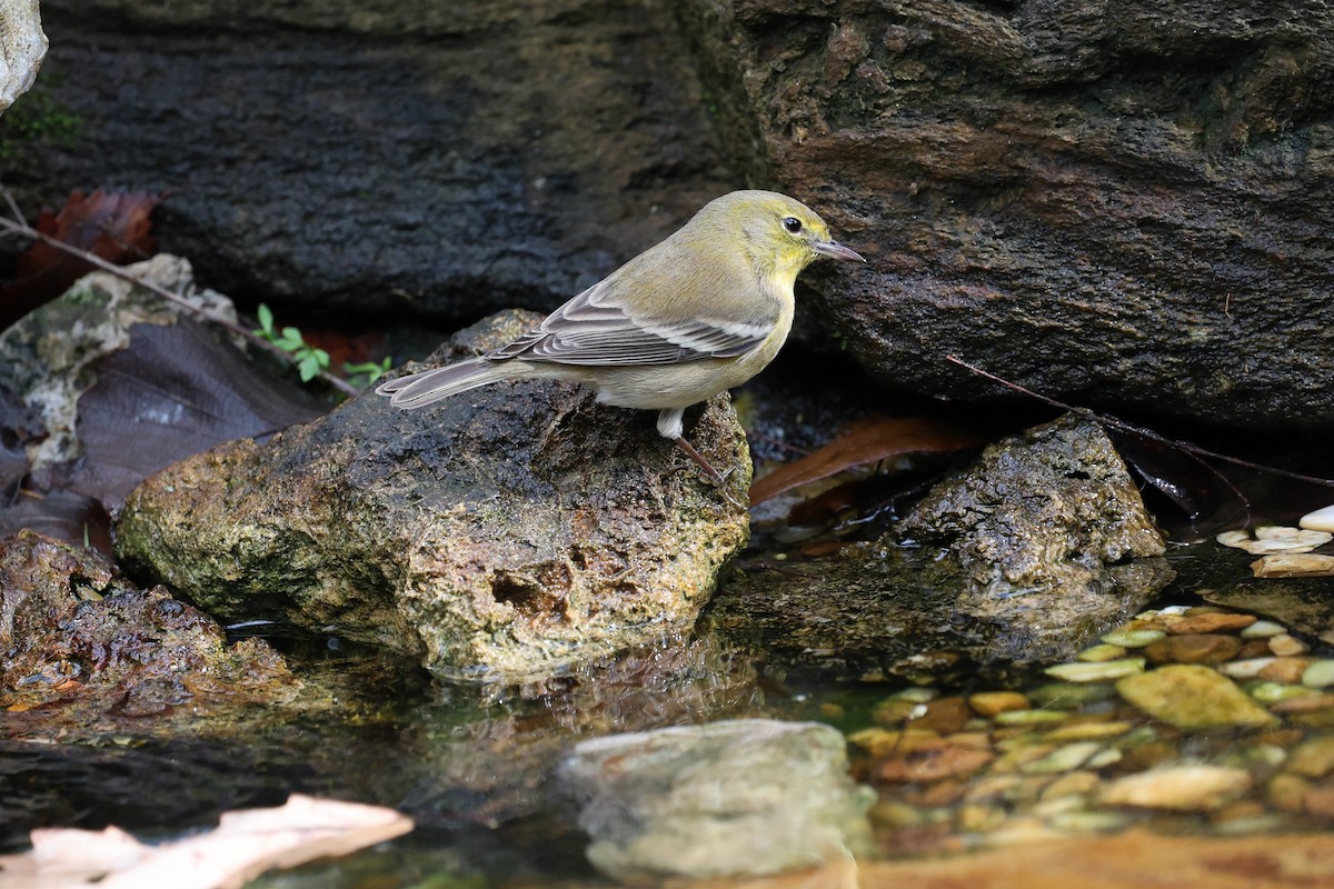 Paruline des pins - ML647367764