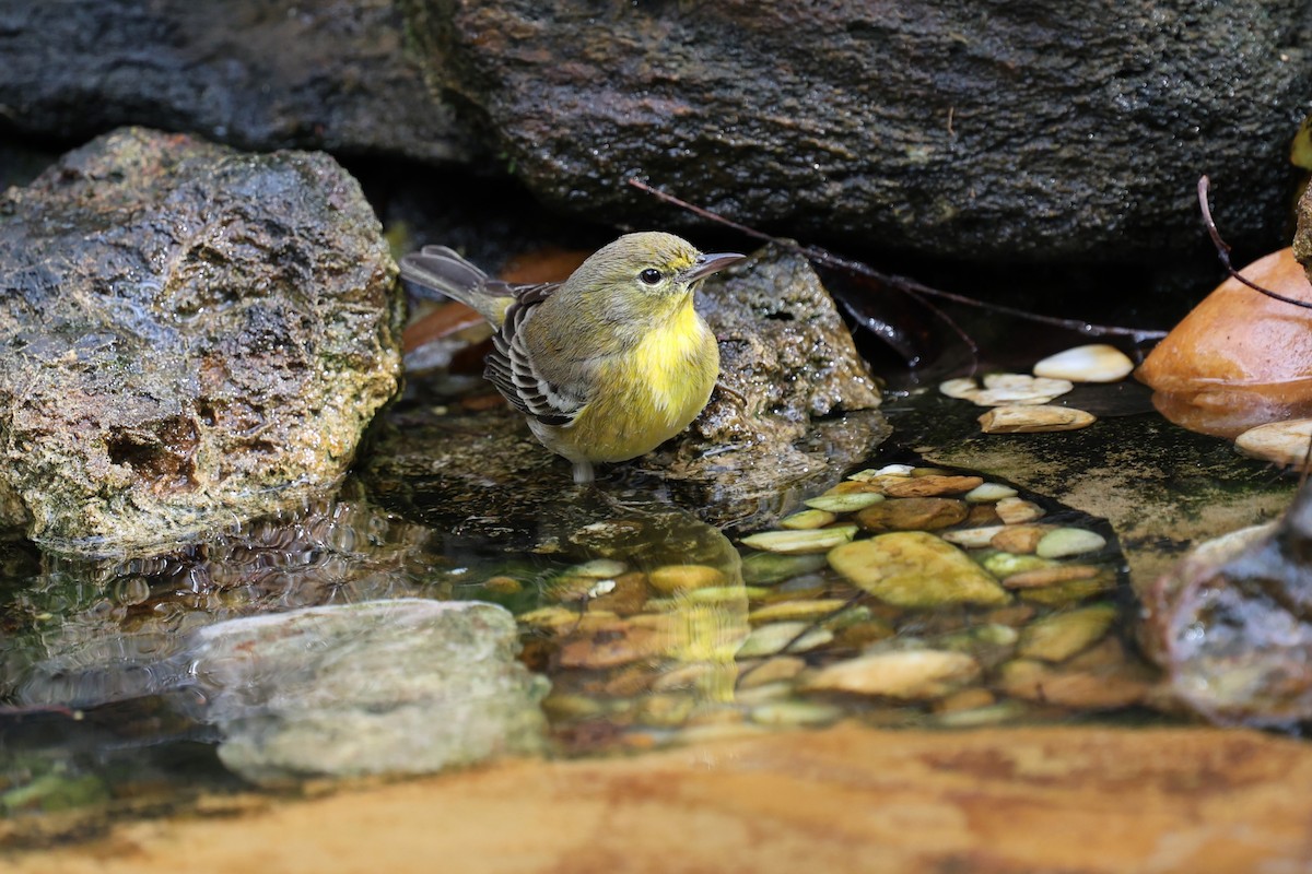 Paruline des pins - ML647367766