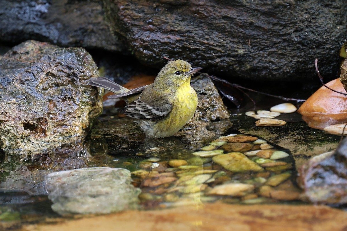 Paruline des pins - ML647367767