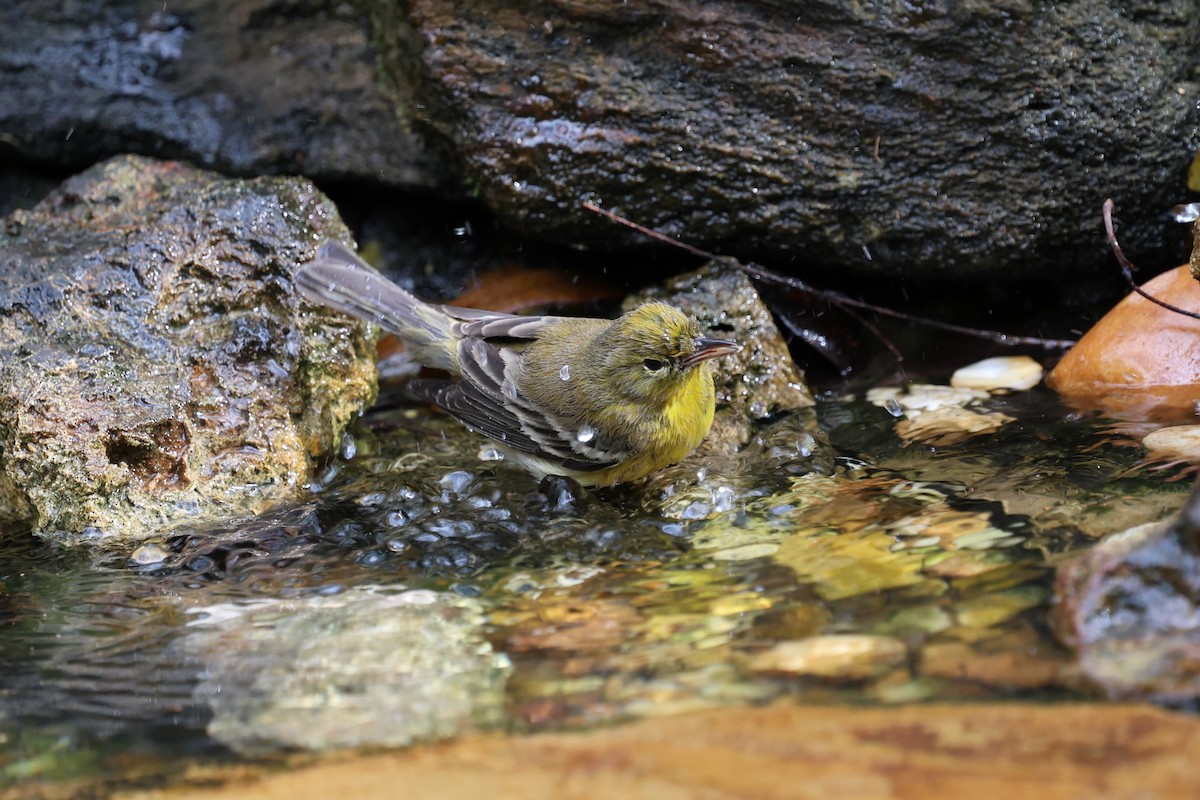 Paruline des pins - ML647367769