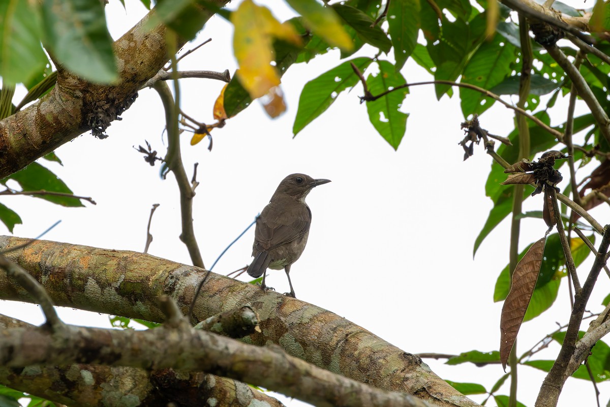 Black-billed Thrush - ML647367770