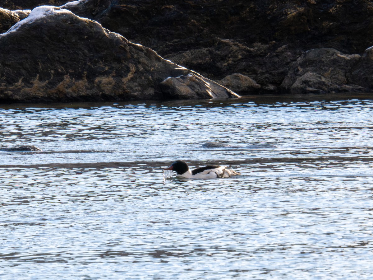 Common Merganser - ML647367771