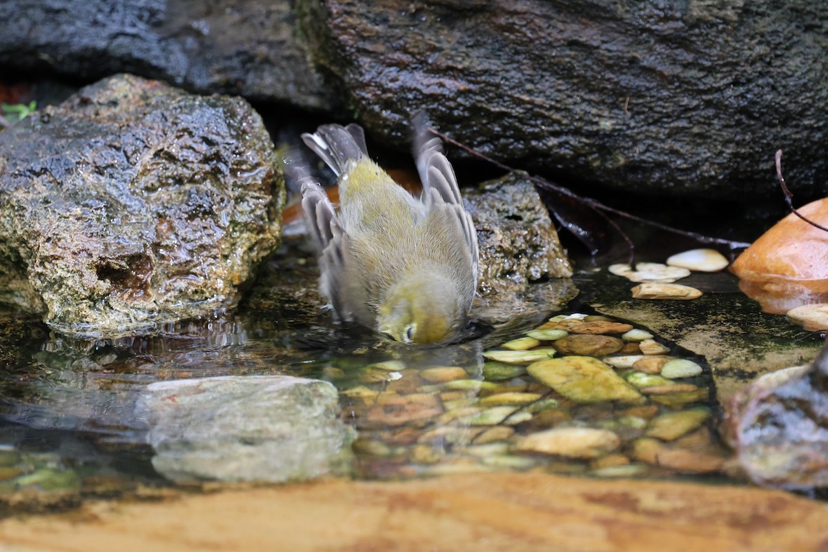 Paruline des pins - ML647367772