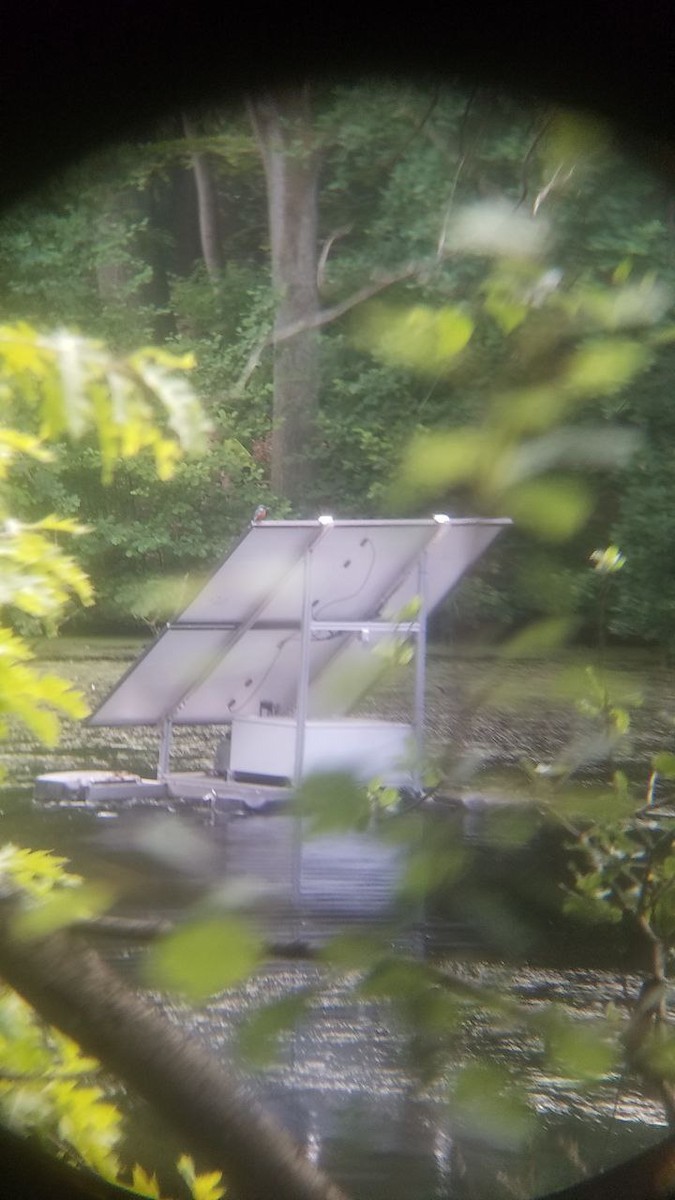 Common Kingfisher - ML647367779