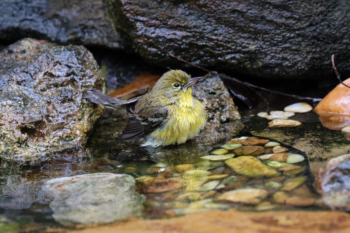 Paruline des pins - ML647367781