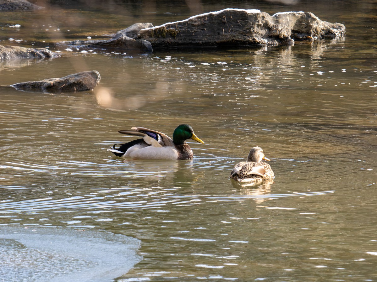 Mallard - ML647367791