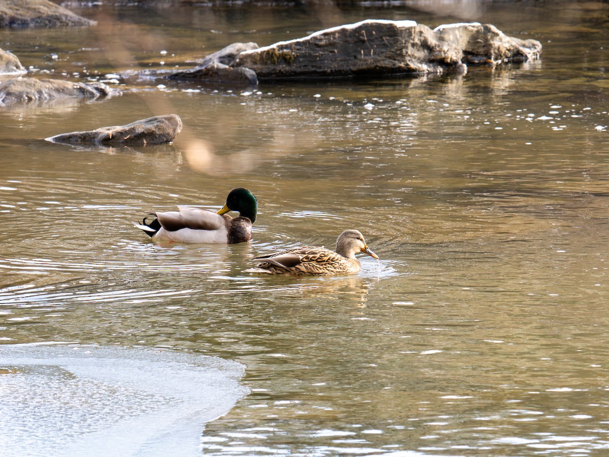 Mallard - ML647367792