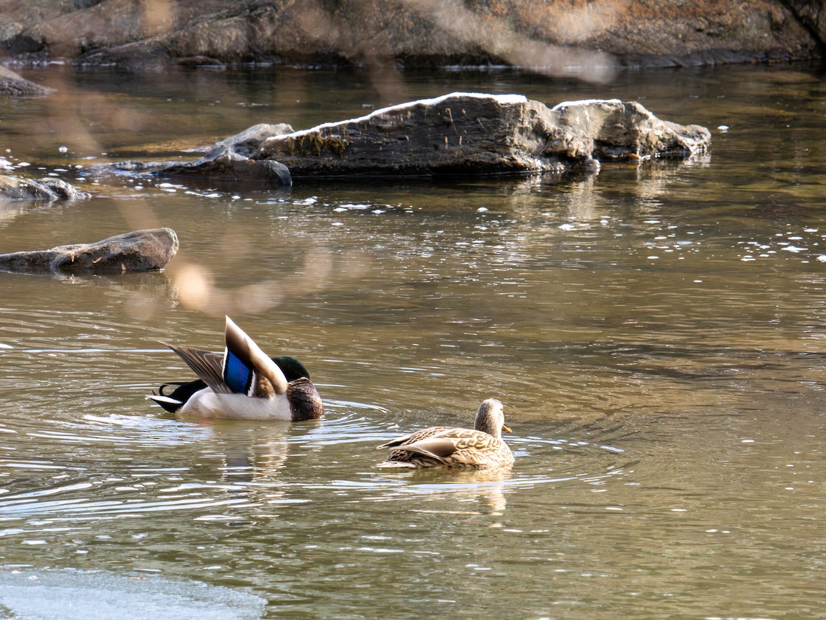 Mallard - ML647367793