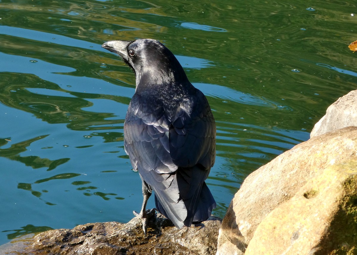 עורב שחור - ML647367820