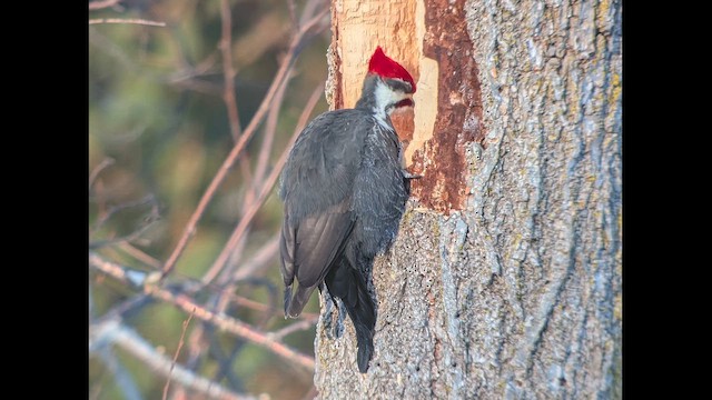 Pileated Woodpecker - ML647367840