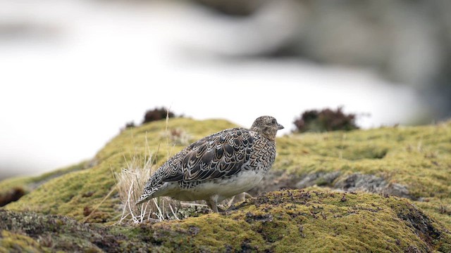 White-bellied Seedsnipe - ML647367845