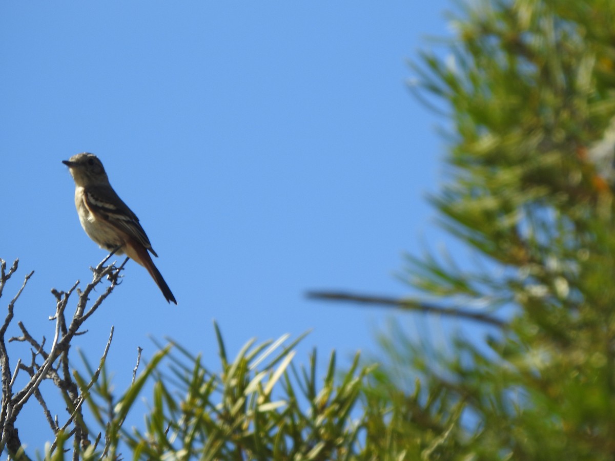 White-winged Black-Tyrant - ML647367856