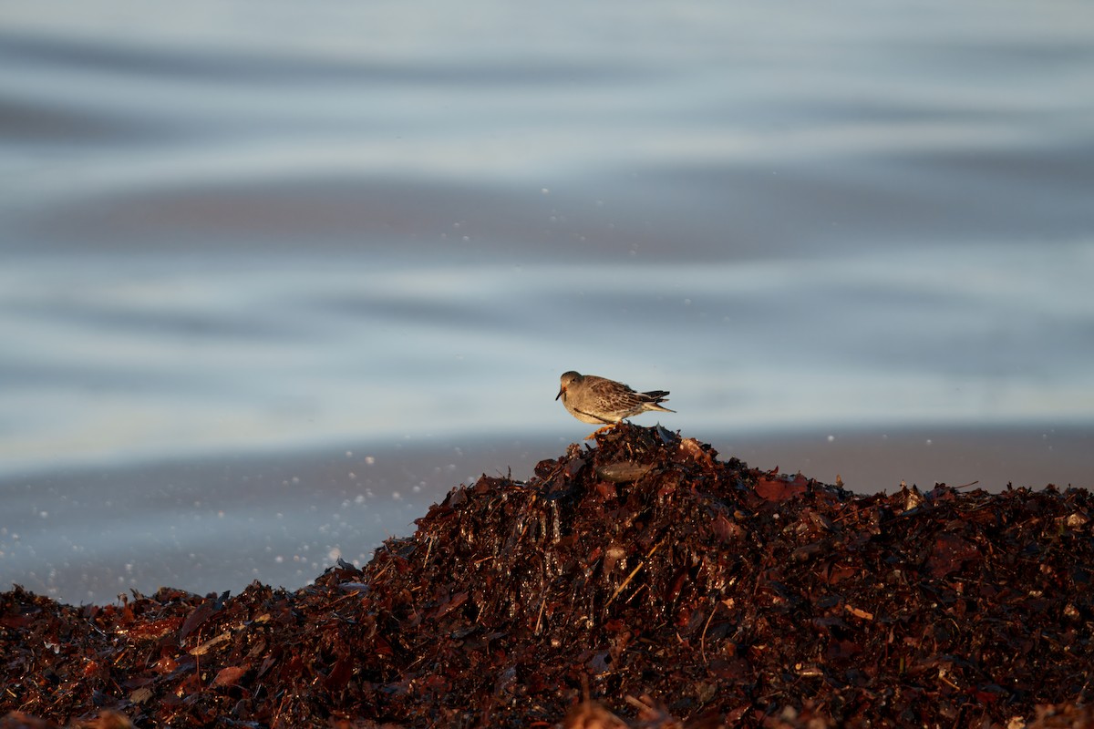Meerstrandläufer - ML647367857