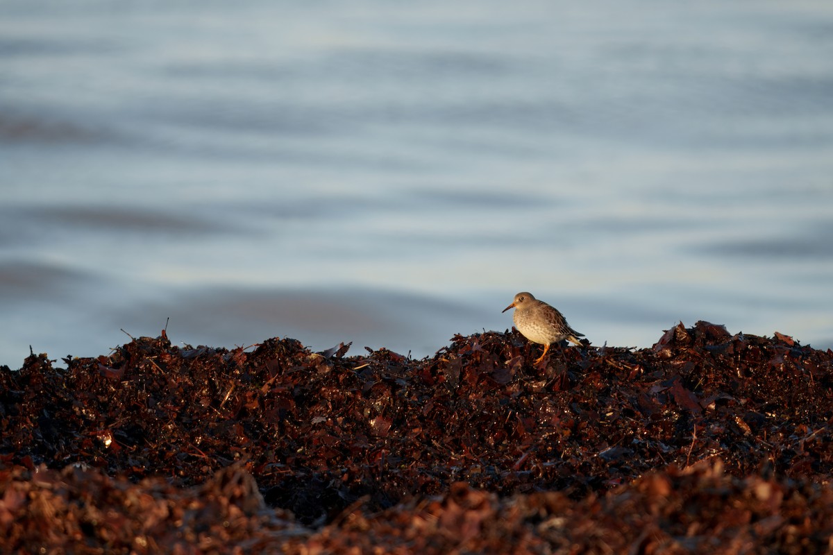 Meerstrandläufer - ML647367858