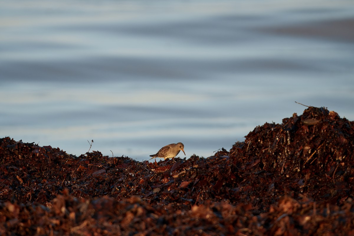 Meerstrandläufer - ML647367859