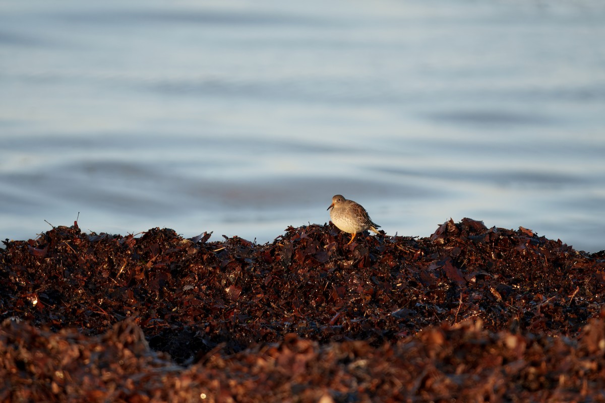 Meerstrandläufer - ML647367860