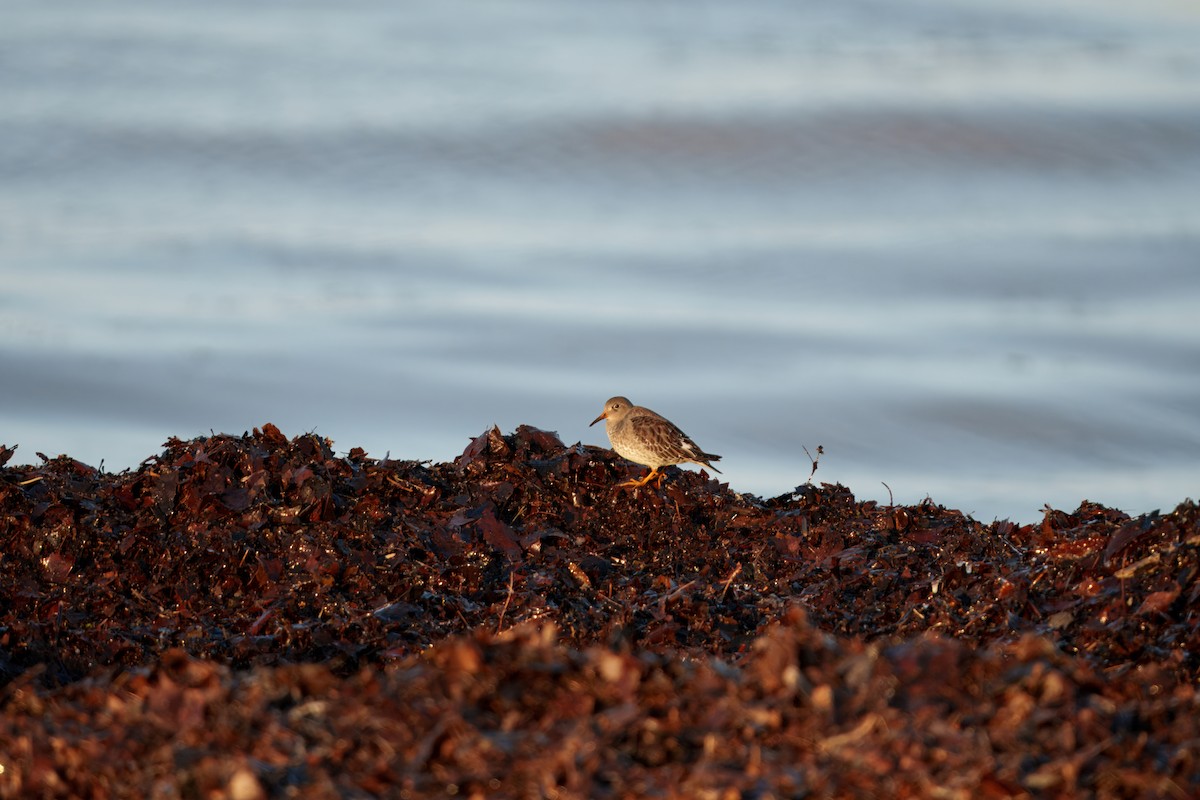 Meerstrandläufer - ML647367861