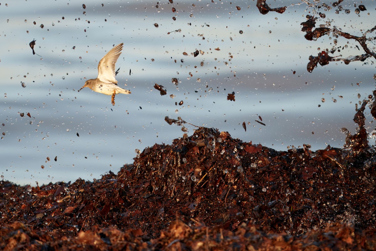 Meerstrandläufer - ML647367862