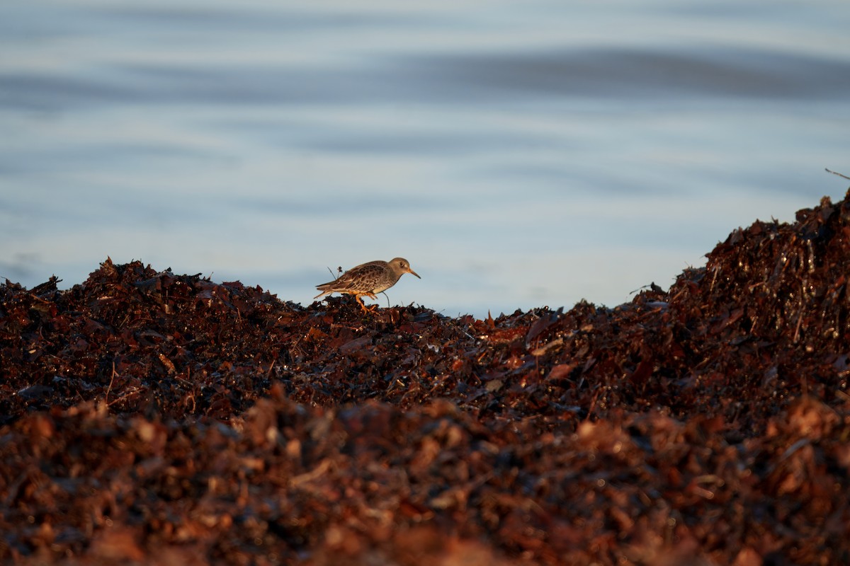 Meerstrandläufer - ML647367863