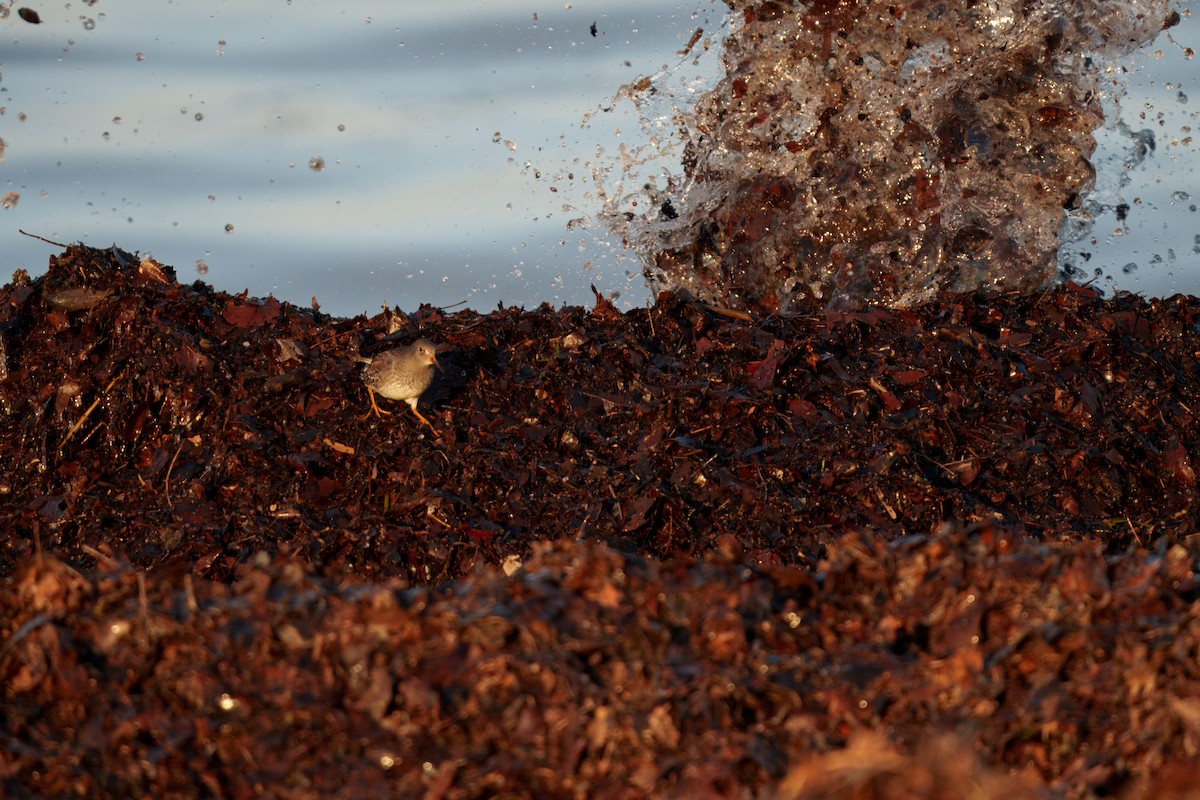 Meerstrandläufer - ML647367864