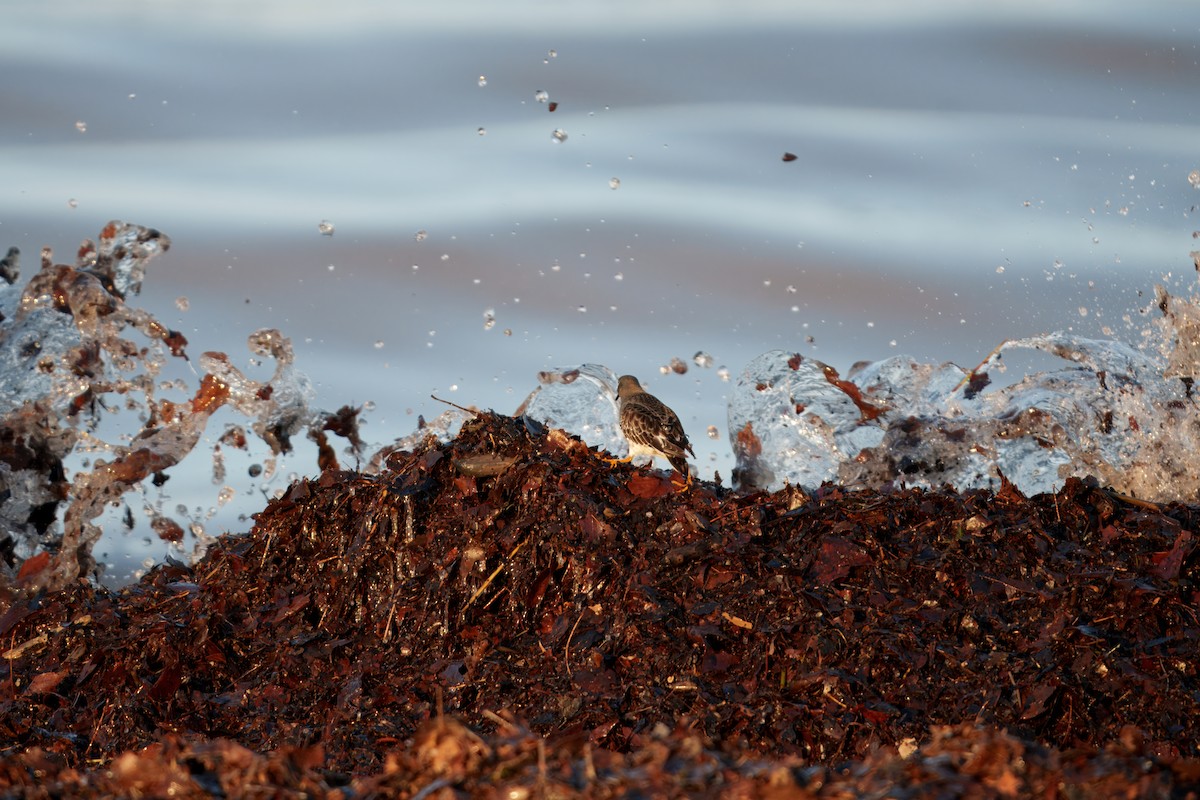 Meerstrandläufer - ML647367865