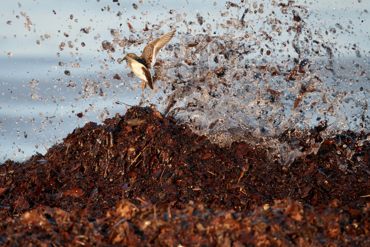 Meerstrandläufer - ML647367866