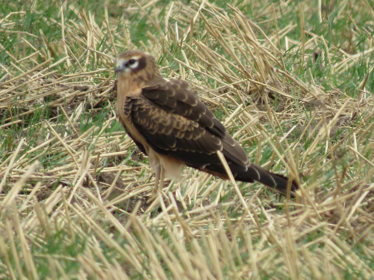 Montagu's Harrier - ML647367872