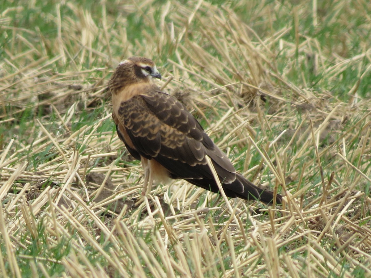 Montagu's Harrier - ML647367873