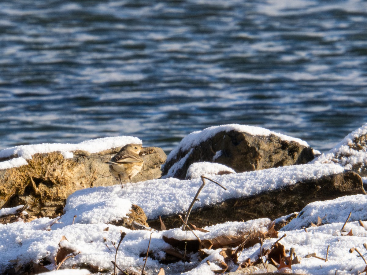 American Pipit - ML647367878