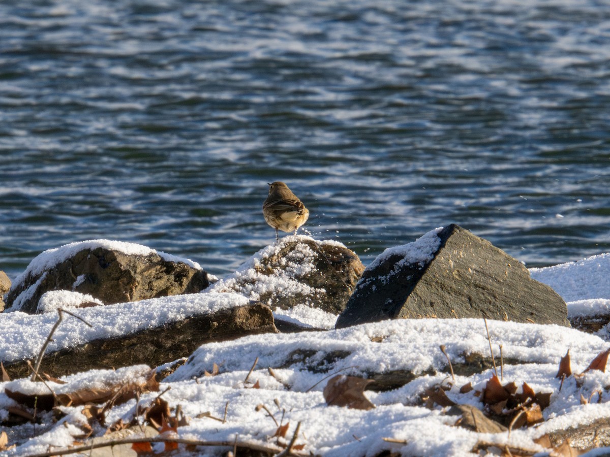 American Pipit - ML647367885