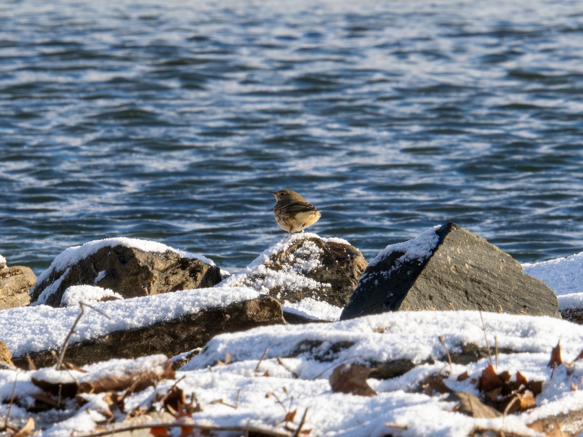 American Pipit - ML647367886