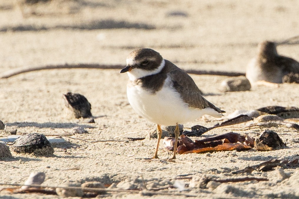 Semipalmated Plover - ML647367893