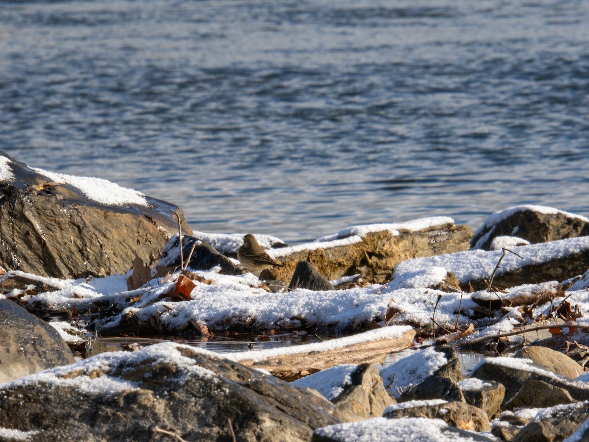 American Pipit - ML647367894