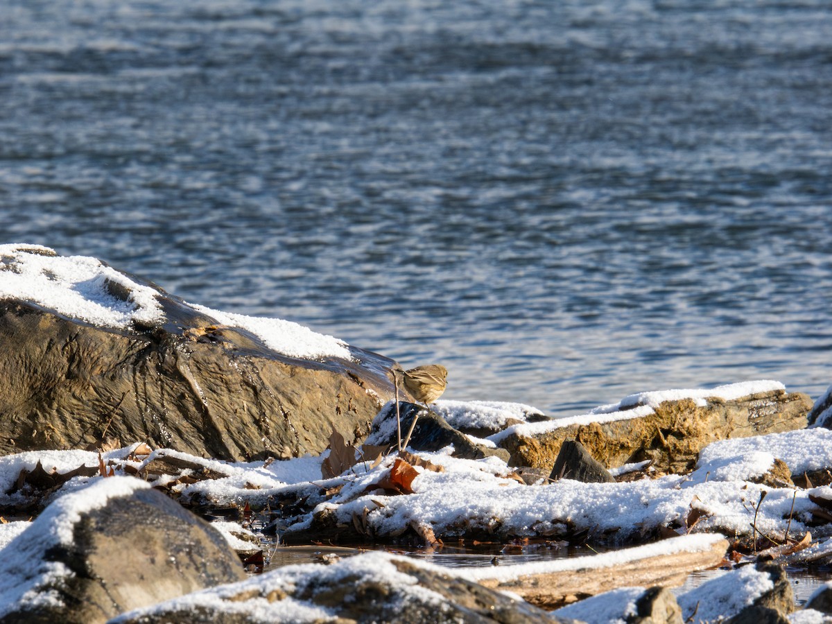 American Pipit - ML647367895