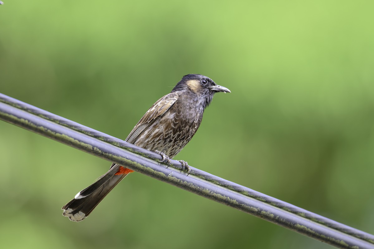 Rotsteißbülbül - ML647367897