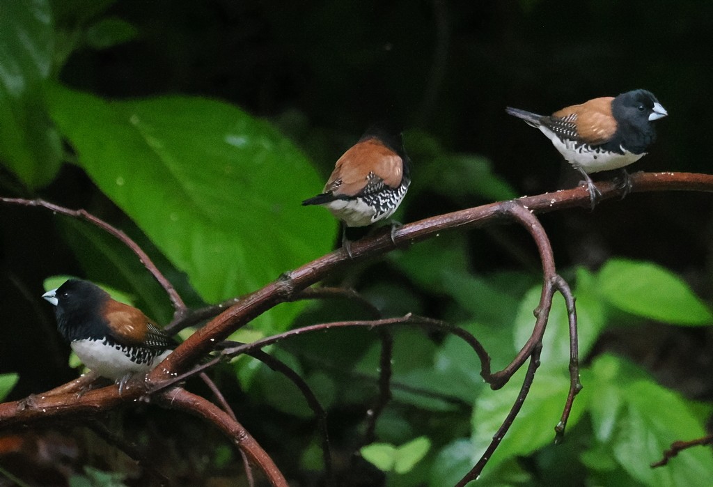 Чёрно-белая муния (nigriceps/woltersi) - ML647367899