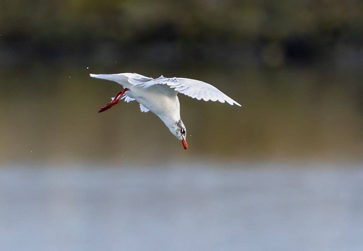 שחף שחור-ראש - ML647367900